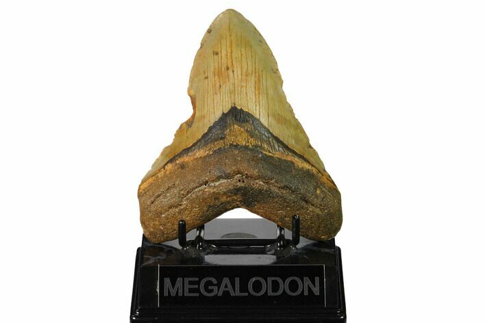 Fossil Megalodon Tooth - North Carolina #167020